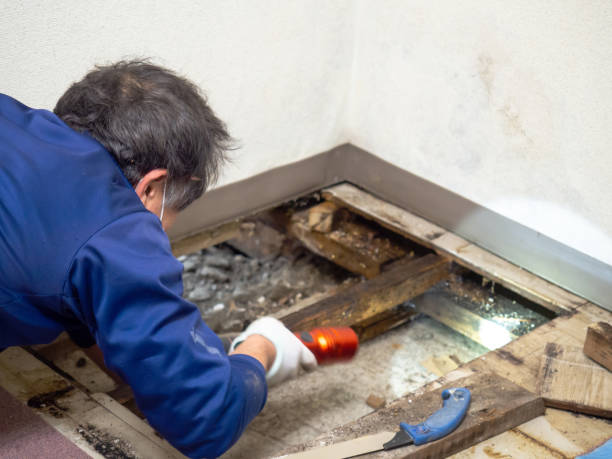 Best Mold Remediation for Specific Building Types in Edgerton, KS