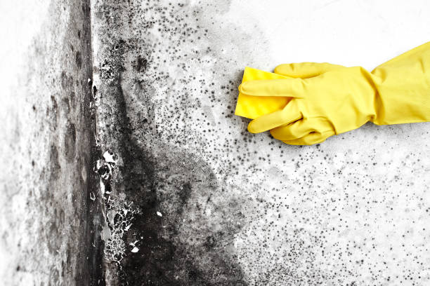 Best Post-Flood Mold Remediation in Edgerton, KS