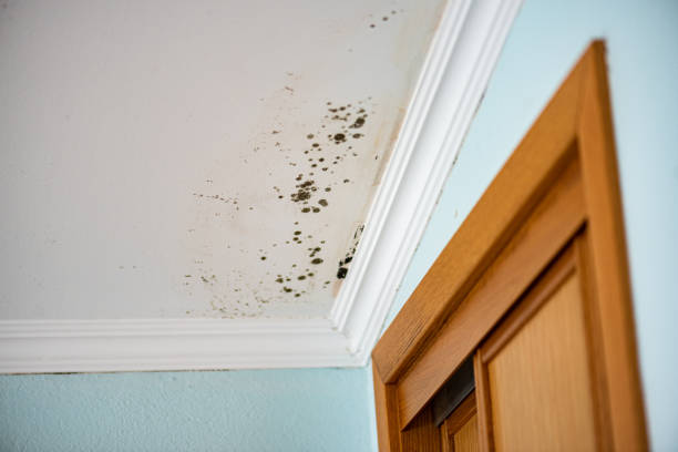 Best Insurance-Related Mold Remediation in Edgerton, KS